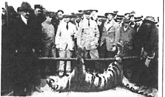 Original 1923 photograph of tourist Edgar Derby and a tiger near Fanling