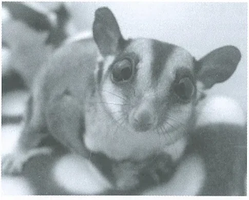 Sugar glider Lucky, cropped from the original document