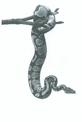 Original snake artwork