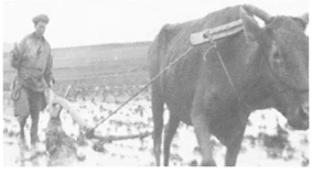 Original photograph of a traditional Chinese plough with Mrs Wang’s father